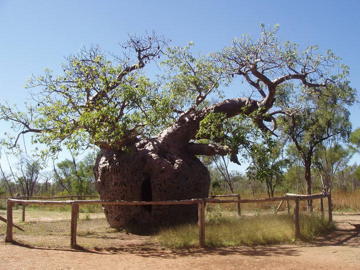 baobab prison australie