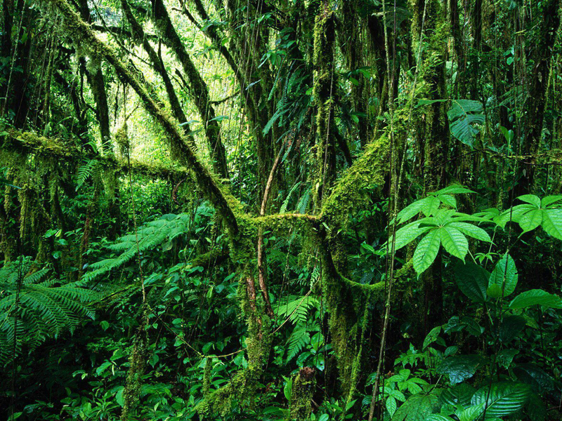 foret tasmanie australie