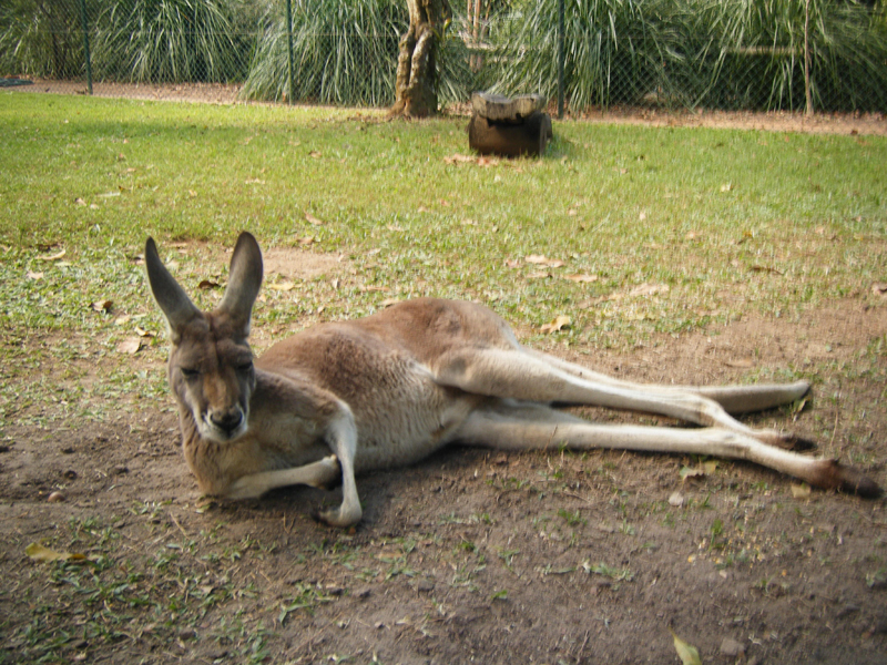australie kangourou