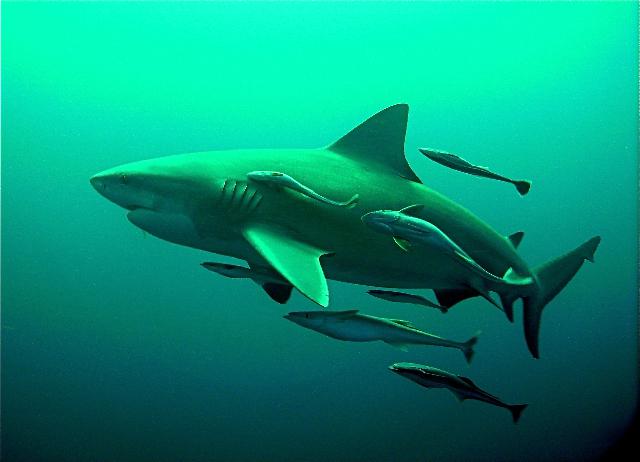 requin blanc australie