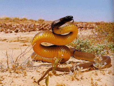 serpent taipan australie